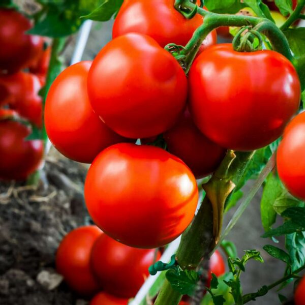 Mato Эстонский сорт 25 семян