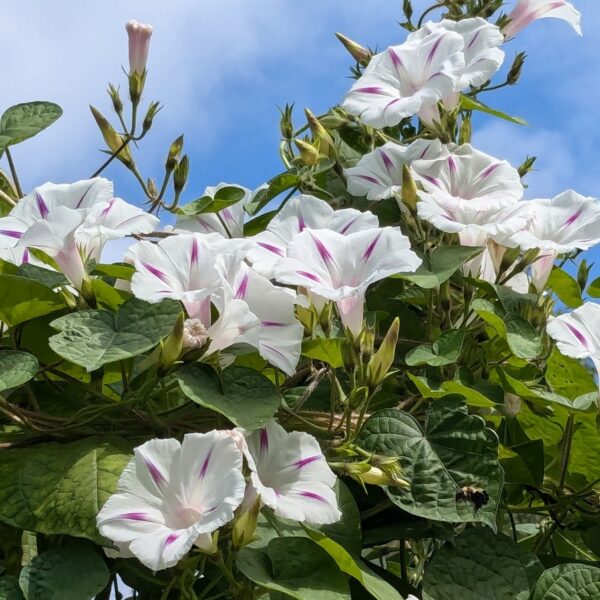 Ипомея пурпурная Milky Way 0,5 г