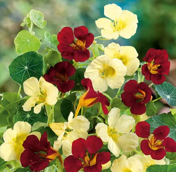 Настурция Night & Day 3 г