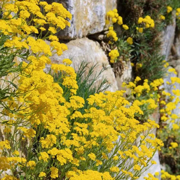 Ауриния скальная Gold Dust 250 семян