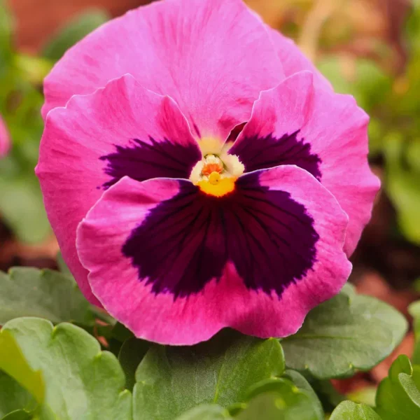 Фиалка Виттрока Laura 0,3 г