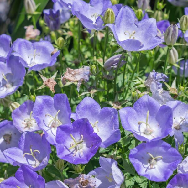 Колокольчик карпатский 0,3 г семян