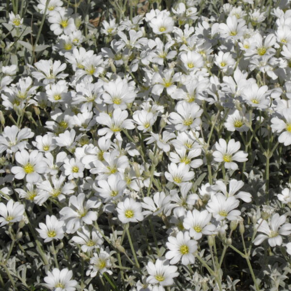 Ясколка войлочная 0,2 г