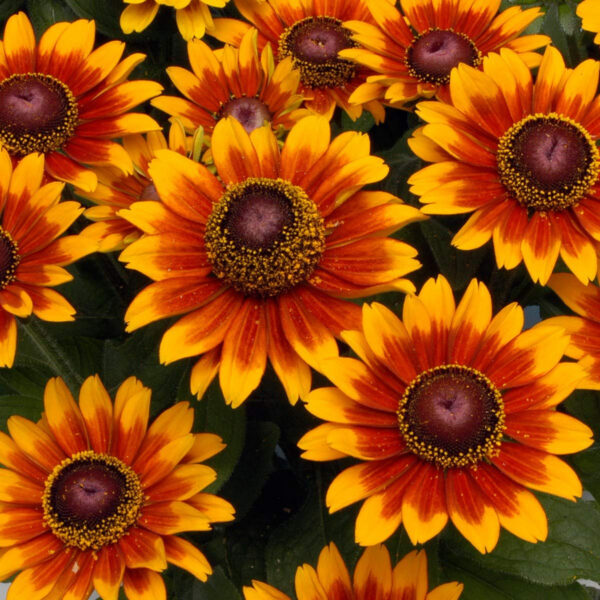 Рудбекия волосистая Rustic Dwarfs 0,2 г