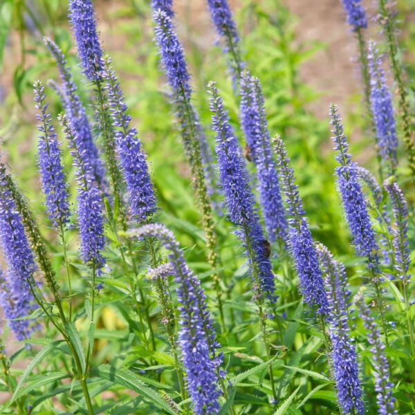 Вероника колосистая, Андреева трава, Полевые барашки Blue Shades 0,5 г