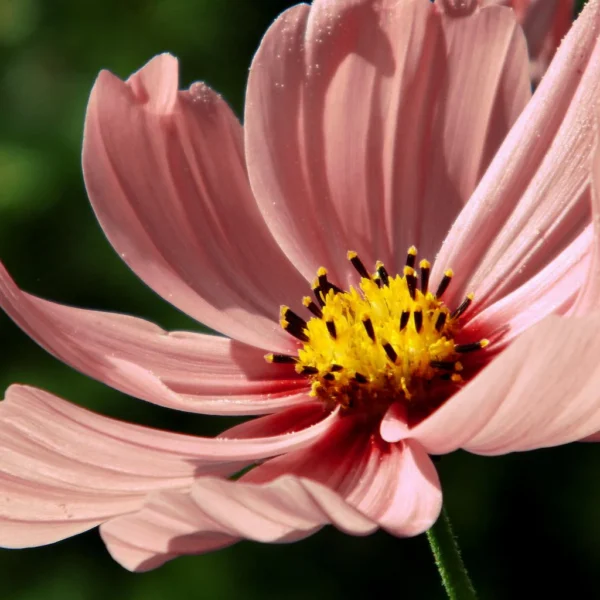 Космея или космос Apricotta 20 семян