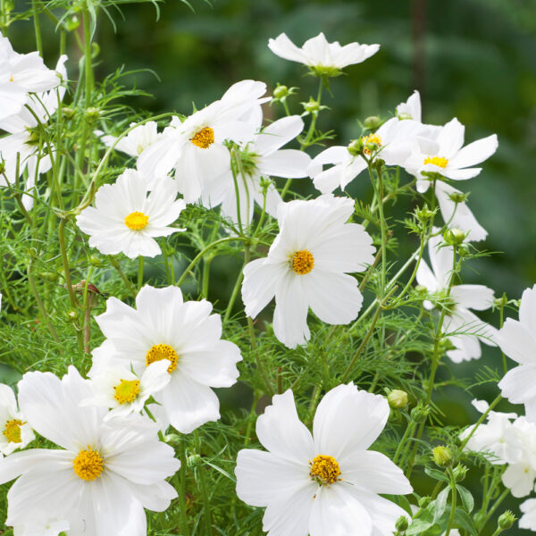 Космея или космос Sensation White 1 г