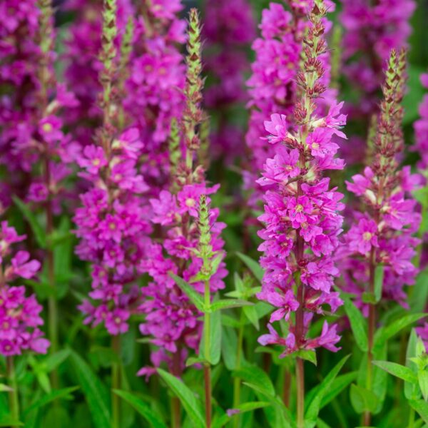 Дербенник иволистный Red Hybrids 0,5 г