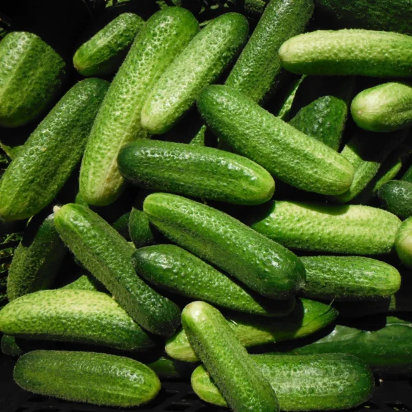 Dolomit 20 семян