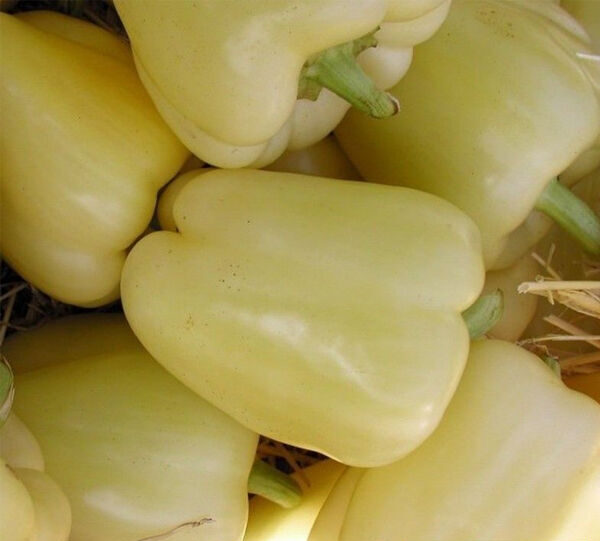 Сладкая паприка Kvadry 0,1 г