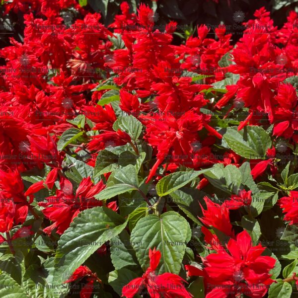 Шалфей сверкающий Scarlet Piccolo 0,15 г