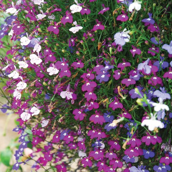 Лобелия эринус Cascade 0,1 г