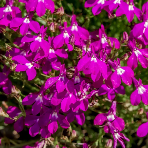 Лобелия эринус Crimson Fountain 1500 семян