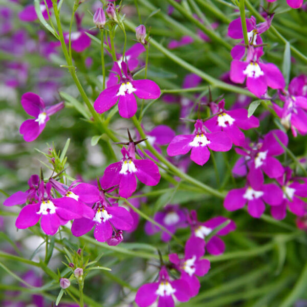 Лобелия эринус розовая 0,1 г