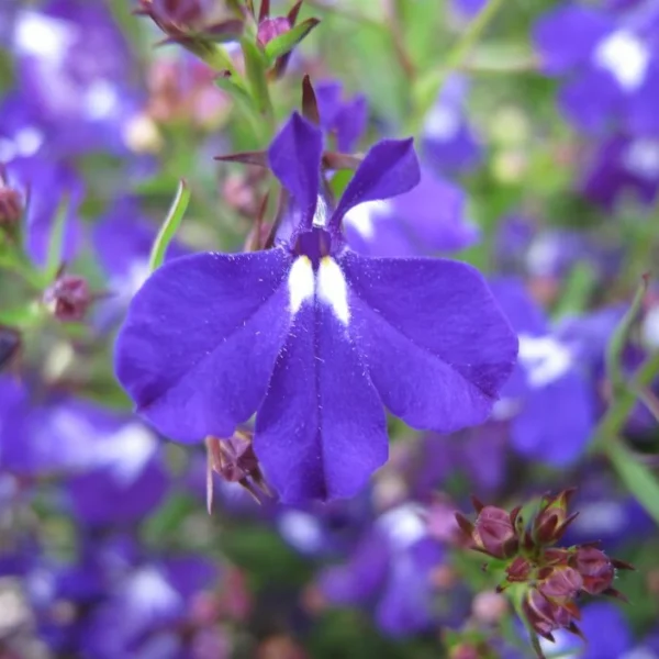Лобелия эринус Sapphire Trailing 2000 семян