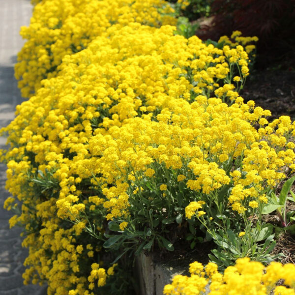 Бурачок горный 0,5 г