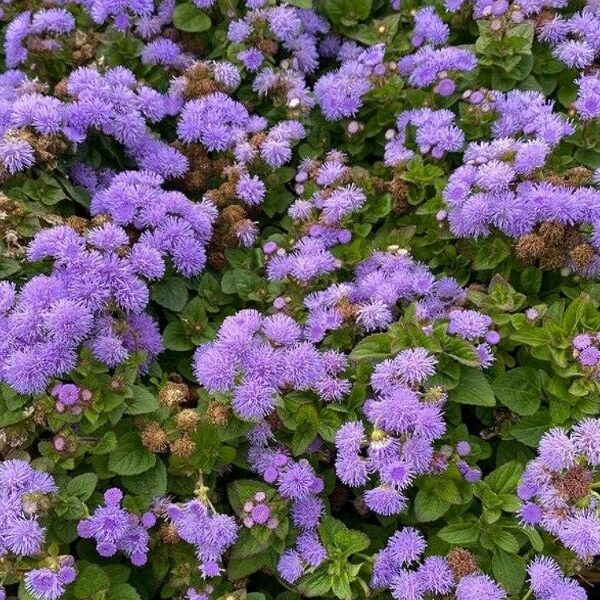 Агератум Гаустона Blue Ball 0,1 г