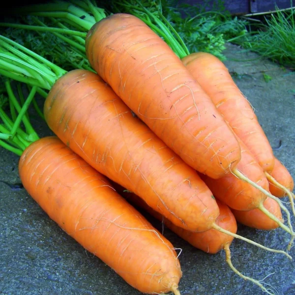 Katrin 1300 семян