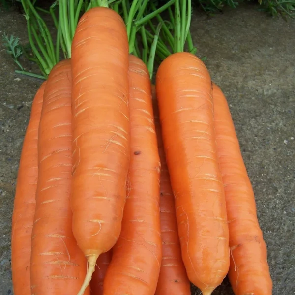 Cidera на ленте 4 метра = 300-350 корнеплодов