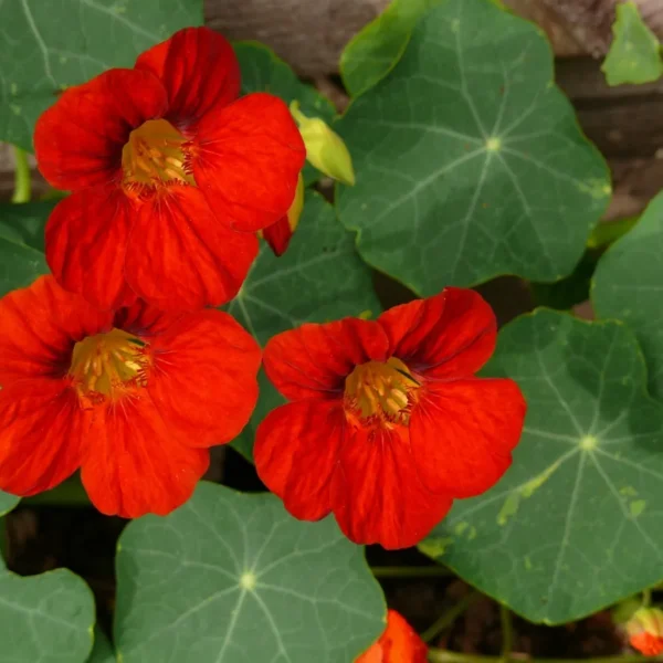 Настурция большая Globe of fire 2 г