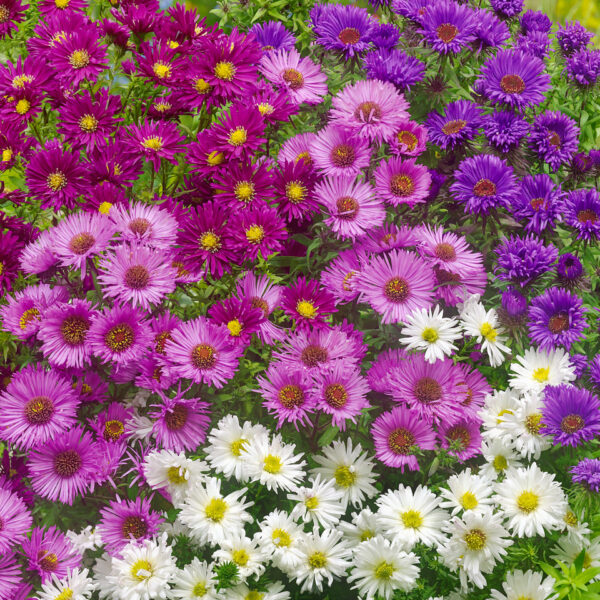 Астра новобельгийская 200 семян