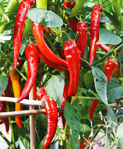 Острая паприка Yanka F1 8 семян