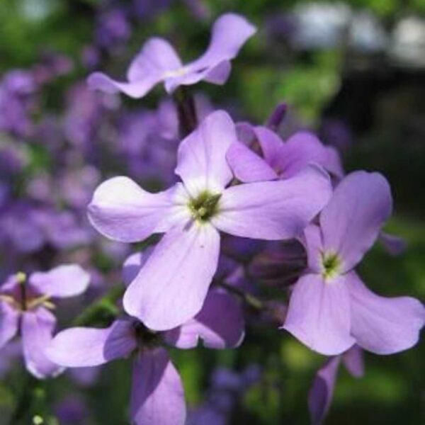 Левкой или маттиола двурогая, Ночная фиалка Rose Lilac 0,2 г