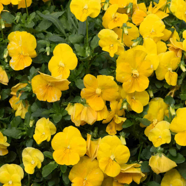 Фиалка Виттрока Coronation Gold 0,3 г