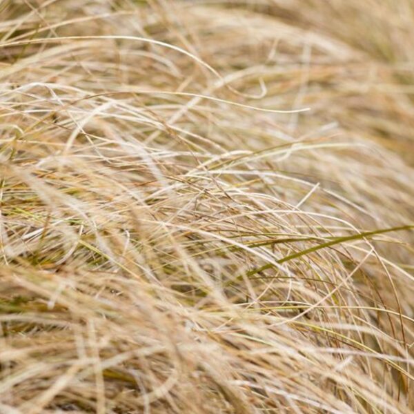 Осока власовидная 40 семян