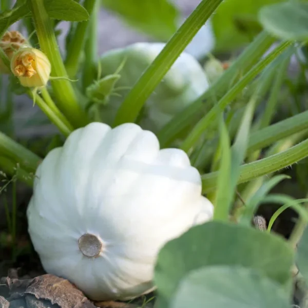 Патиссон Disco 2 г