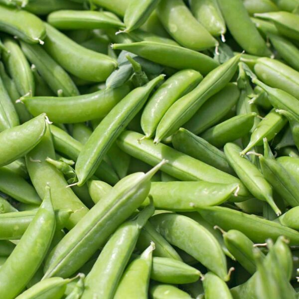 Сахарный горох Oregon 500 г