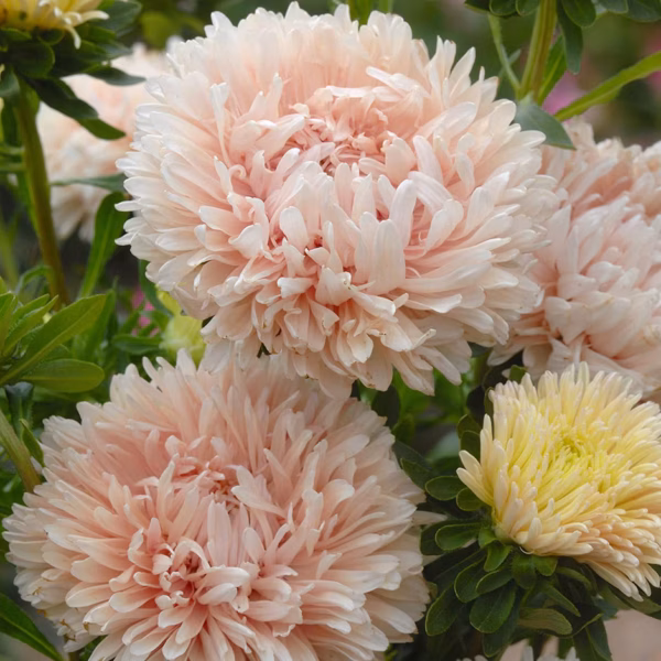 Астра китайская Paeony 0,5 г