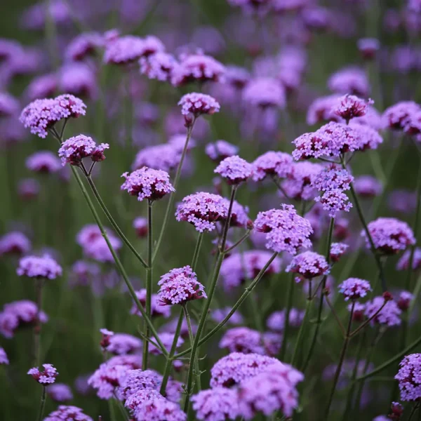 Вербена буэнос-айресская или бонарская Vanity 20 семян