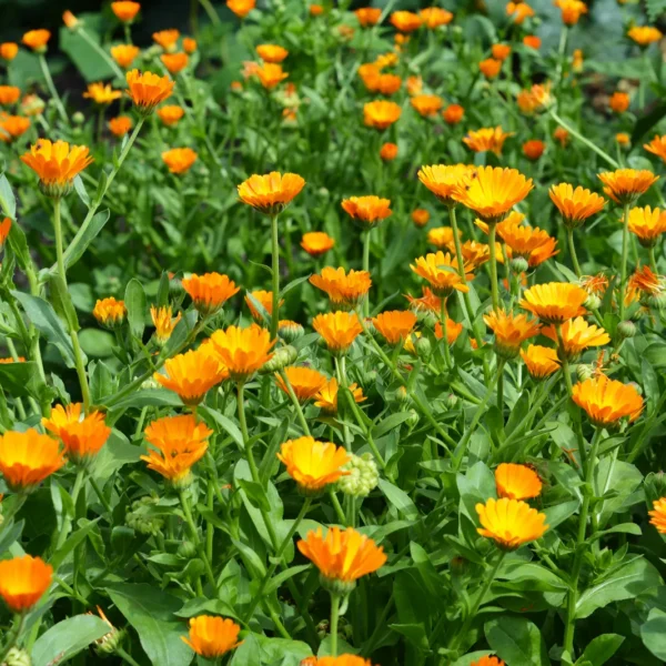 Календула лекарственная Art shades 1 г