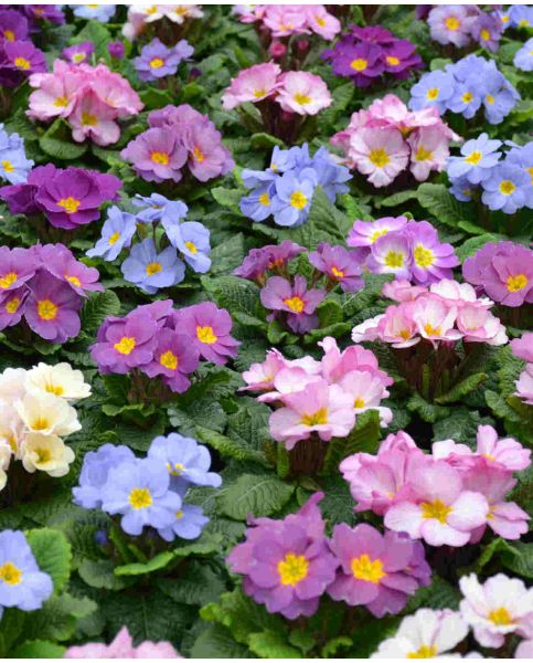 Примула высокая Colossea 50 cемян