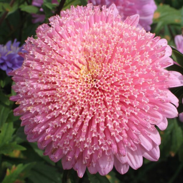 Астра китайская Princess 0,5 г