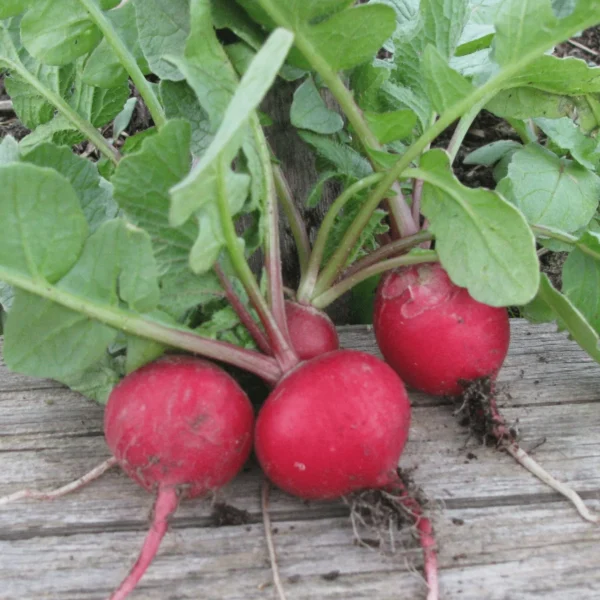 Редис Cherry Belle 0,04 г