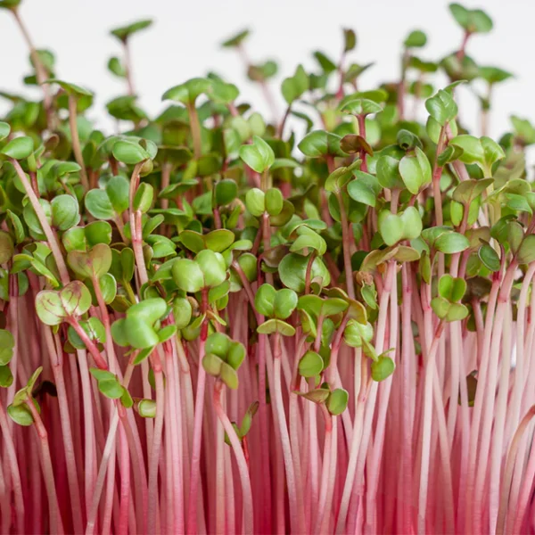 Семена для проращивания микрозелени редиса 50 г