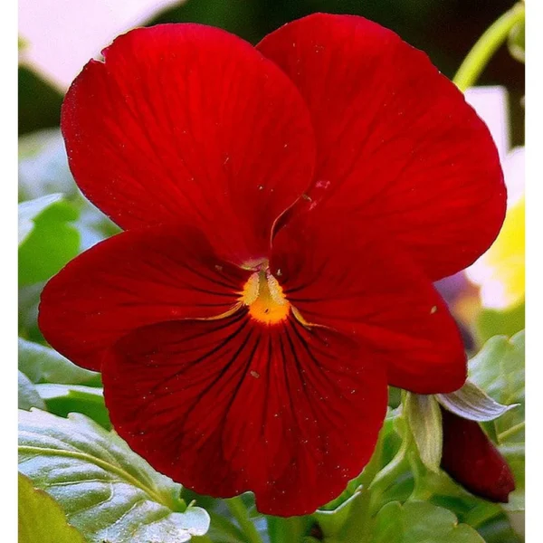 Фиалка Виттрока Clear Crystals Scarlet 0,3 г