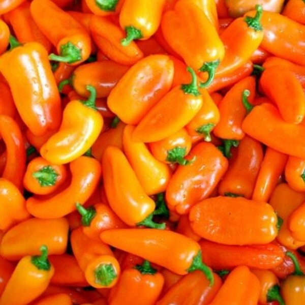 Сладкая паприка Hamik 0,1 г