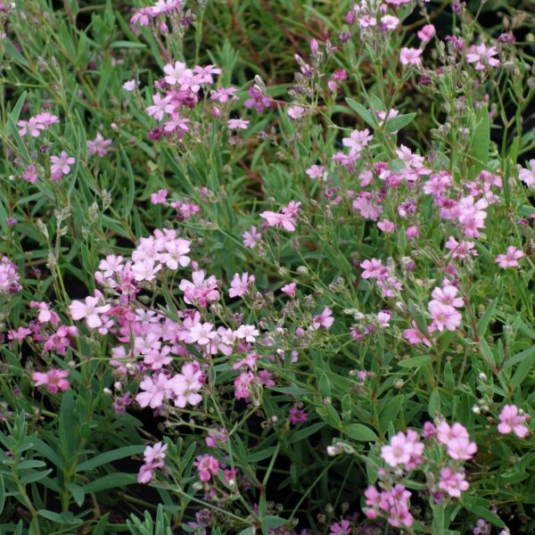 Гипсофила ползучая Rose 0,2 г