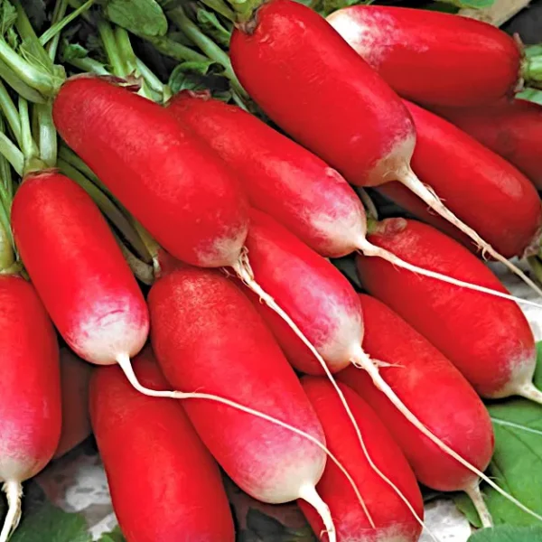 Редис Flamboyant 3 0,5 г