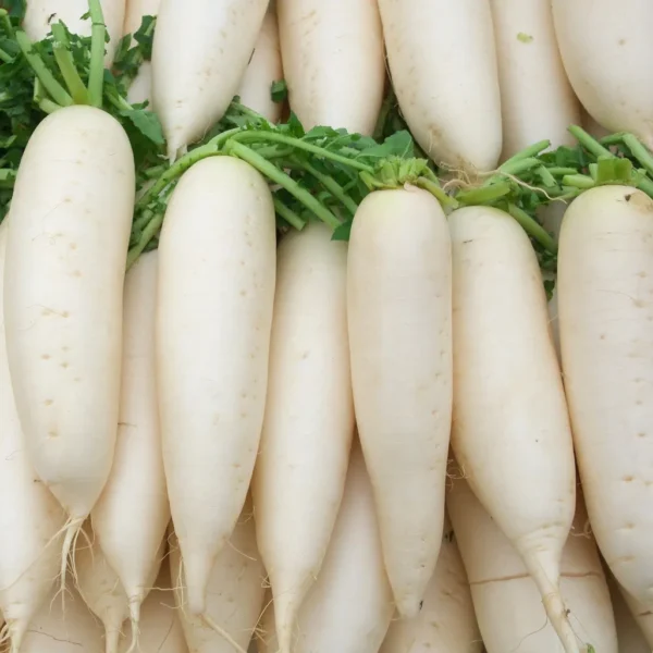 Редис Leda 0,3 г