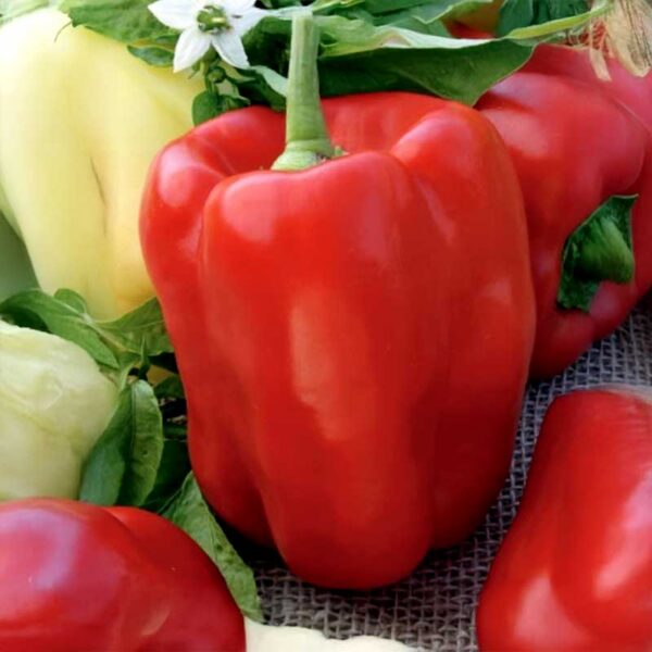 Сладкая паприка Rubika 0,1 г