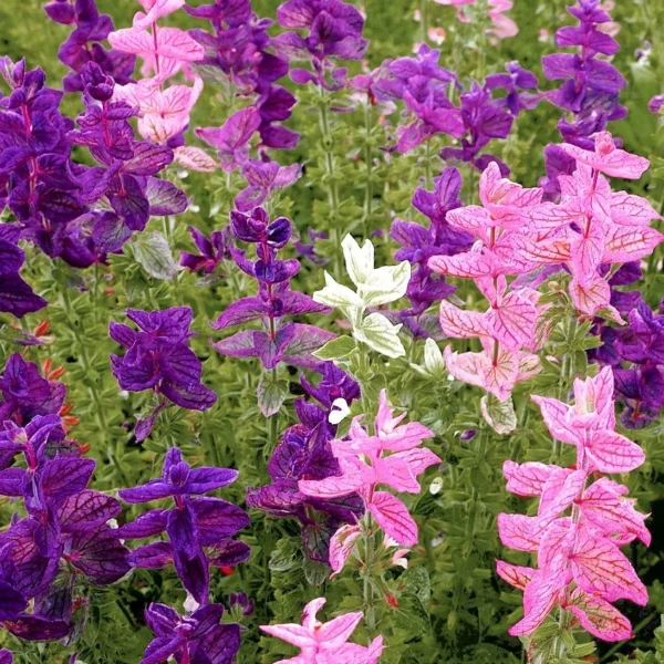 Пёстрый шалфей Clary Mix 0,4 г