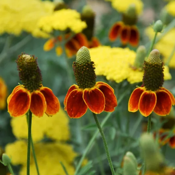 Ратибида колоновидная 0,2 г