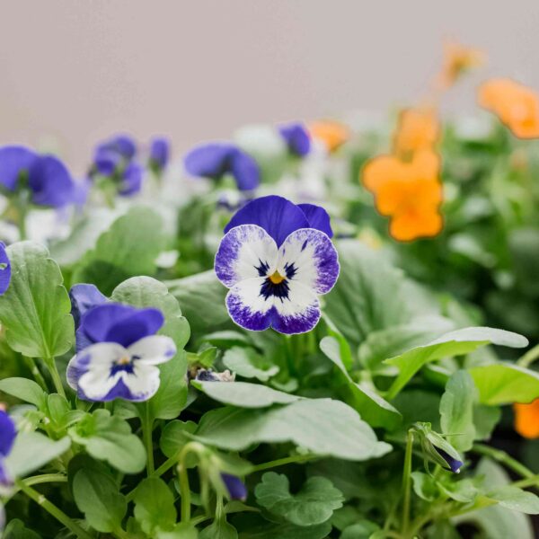 Фиалка рогатая Bambini open-faced 0,1 г