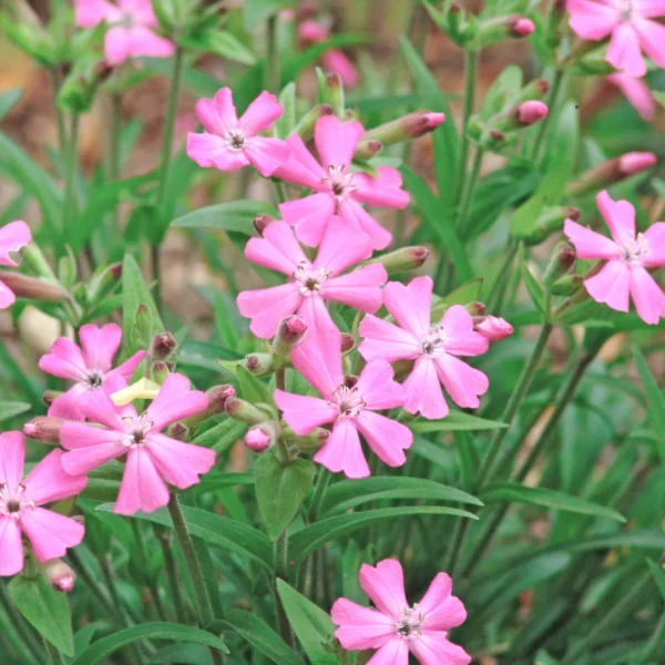 Силена Silky Pink 20 семян