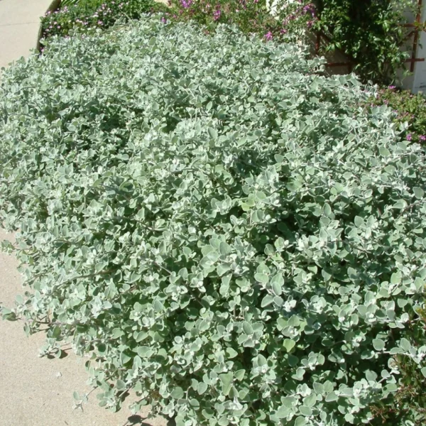 Бессмертник песчаный Silver Mist 6 семян