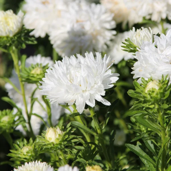 Астра китайская Duchesse White 0,3 г Akone